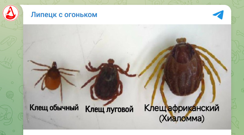 Клещи холода не боятся. Они нашли уже десятки тысяч "своих людей": В каких регионах опаснее всего?