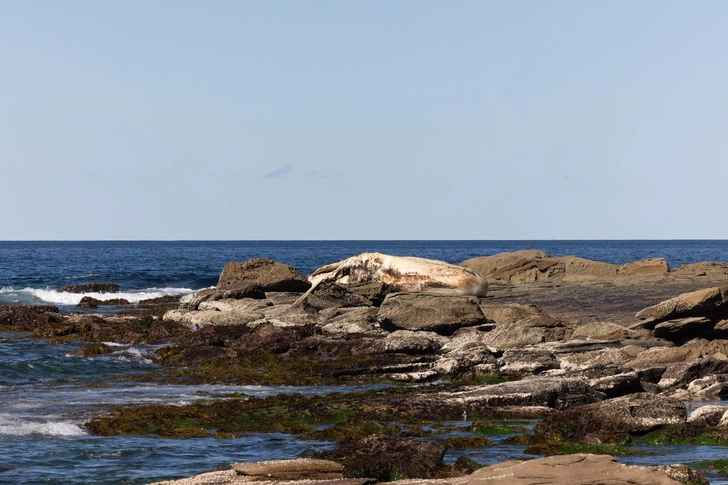 Комки жира и запах гниющей плоти: на сиднейском пляже медленно разлагается 25-тонный кашалот